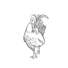 Rooster standing on a solid background showcasing its features and stance in a simple setting © Iryna