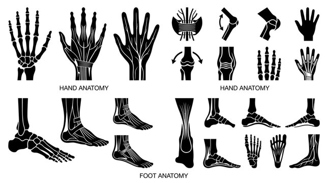 Human Hand and Foot Anatomy Diagrams - Skeletal and Muscular Systems