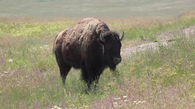 An American Bison grazes and chews the cud in a field on the plains of Montana, USA.