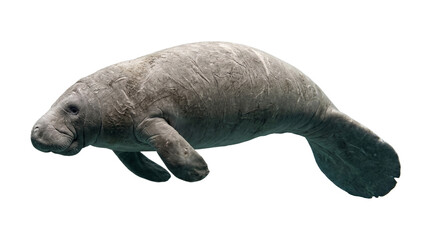 West indian manatee swimming in aquatic environment with wrinkly skin isolated on transparent background ocean png. © Png ProTeam