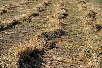 Photo of mow hay in the meadow © Александр Гичко