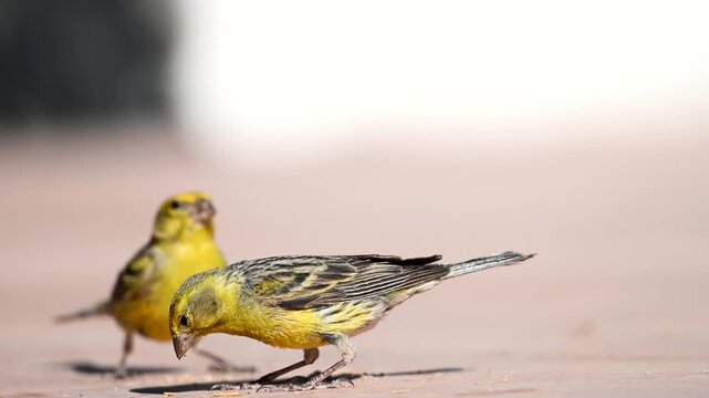 Close Up Video of Atlantic Canary (Serinus canaria) Feeding in Tenerife Canary Islands