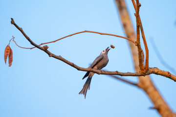 Fototapeta premium Bird branch tree sky beak animal nature wildlife feather perch
