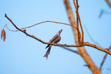 Fototapeta premium Bird branch tree sky feather beak perch wildlife nature blue bird perched on bare tree branch, small wild animal with gray feather and pointed beak against clear blue sky in natural habitat