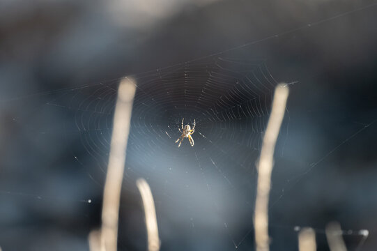 Aculepeira Spider Resting on Spider Web, Teide National Park