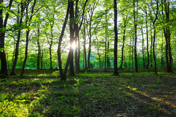 Fototapeta premium Bright sun rays pierce through the dense green crowns of trees in a picturesque forest. The summer landscape with lush grass and vibrant vegetation creates an atmosphere of peace and harmony with natu