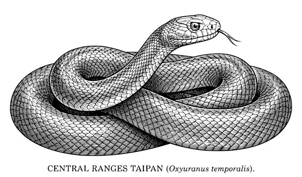 Central Ranges Taipan Vintage Engraving Vector with Raised Head and Coiled Body