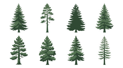 Obraz premium Collection of evergreen tree illustrations
