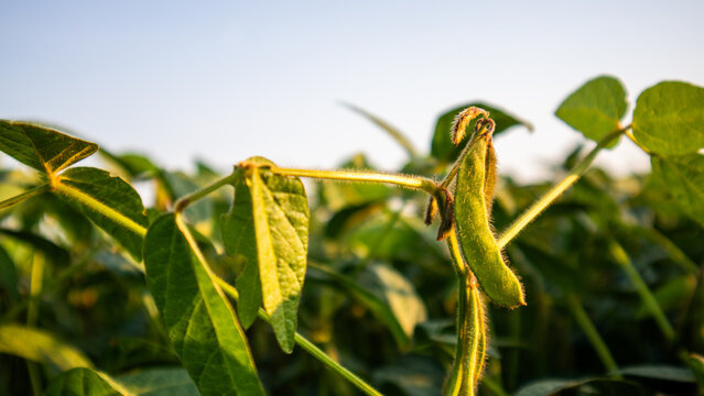Soybean plants grow in a field under the morning sun