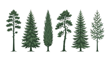 Obraz premium Diverse conifer tree collection illustration