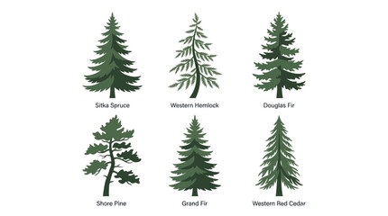Obraz premium Evergreen tree species illustration