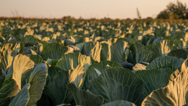 Cabbage plants grow in the field under sunset light