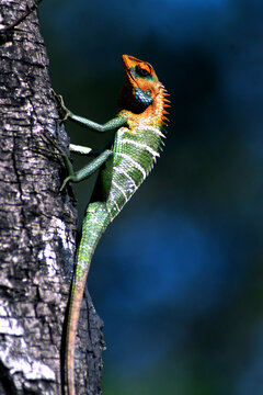 Calotes calotes (common green forest lizard) is an agamid lizard found in the forests in the Sri Lanka.