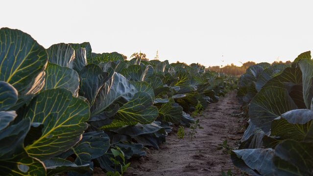 Cabbage plants grow in rows with sunlight coming down