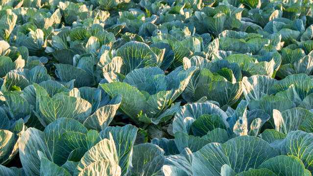 Cabbages grow in rows under evening light
