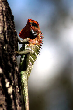 Calotes calotes (common green forest lizard) is an agamid lizard found in the forests in the Sri Lanka.