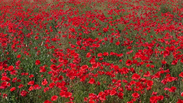 Vast field of blooming red poppies stretches to the horizon under sunny sky with insects flying between flowers in summer meadow