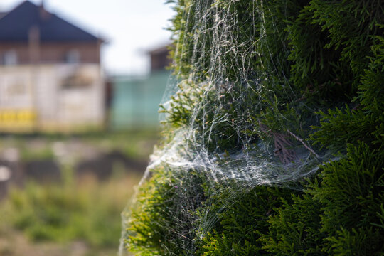 A spider web is visible on a bush in a garden area