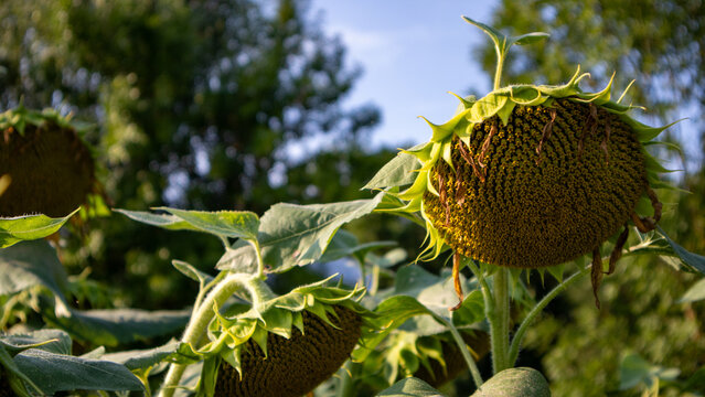 Sunflowers are standing tall in a field with green leaves