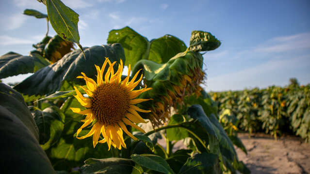 A sunflower stands out in a field filled with plants