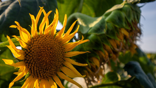 Sunflower stands tall among green leaves in a field