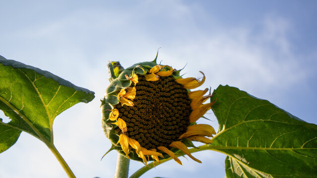 Sunflower with yellow petals and green leaves reaching up
