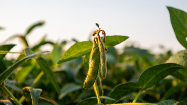Soybean plants grow with pods in a farm field