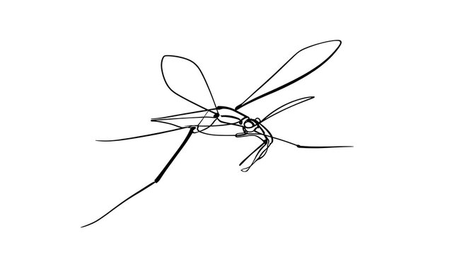 Minimalist line art mosquito on white background.