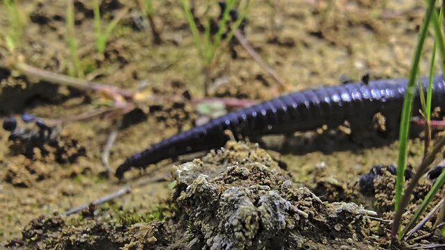 Macro footage of a leech moving through wet sand while exploring with its front sucker in natural habitat close up view