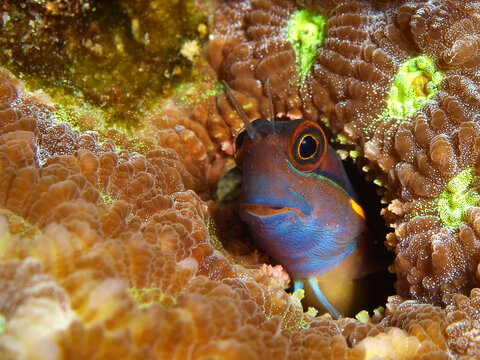 Tailspot blenny peeking from coral shelter, Raja Ampat, Indonesia