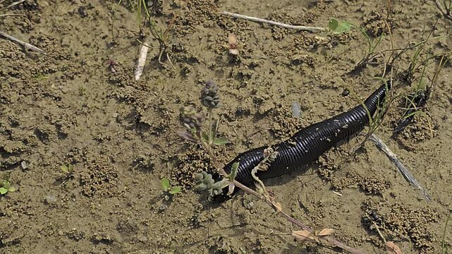 Macro wildlife footage of medicinal leech exploring moist soil with front sucker searching through natural vegetation
