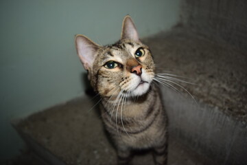portrait of a grey cat © BenS