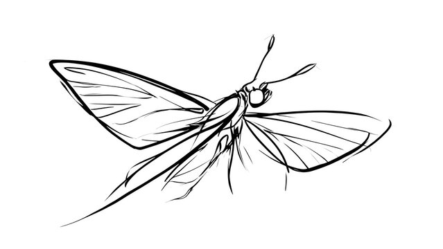 Detailed insect sketch on white background.
