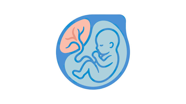 Fetus development in womb, medical illustration of unborn baby inside amniotic sac