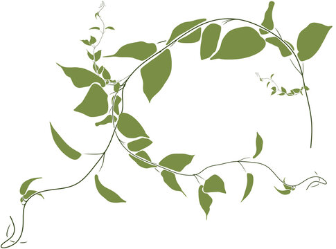 vector illustration of a green leaves
