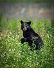 Naklejka premium Black Bear at Alligator River Wildlife Refuge in NC