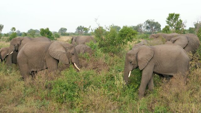 Massive herd of african elephants with large tusks grazing on green grass and bushes in their natural habitat. Wild african savanna on a cloudy day during a safari journey
