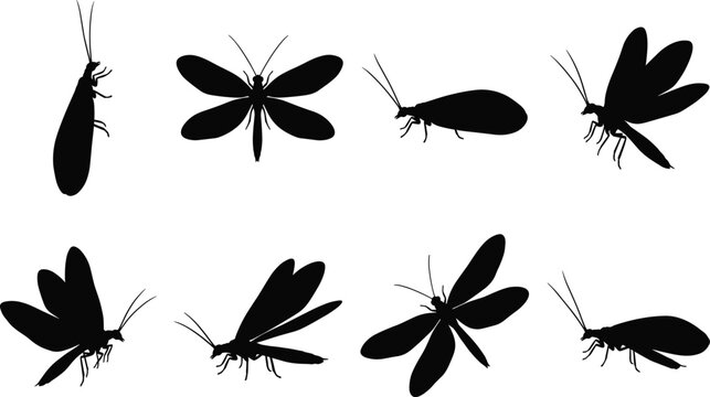 Caddisfly Silhouette Vector Set with Flying and Resting Aquatic Insect Collection