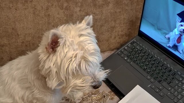 Cute West Highland White Terrier looking at itself on a laptop screen, funny dog watching its own video on computer at home
