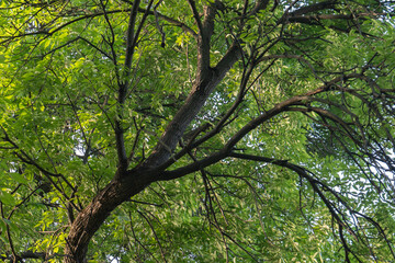 Fototapeta premium Green tree canopy fills frame with dense green foliage and textured branches in summer park to provide natural organic background for ecology conservation and environmental landscape design.