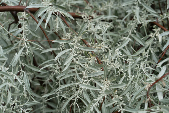 Elaeagnus angustifolia branch macro closeup with silverberry buds and leaves. Russian olive tree detail offers organic texture for botanical study, agricultural research and garden design.