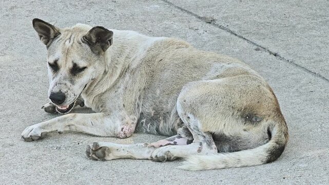 A stray dog lies on the ground breathing rapidly, showing signs of possible illness or exhaustion. This documentary-style footage highlights animal welfare, homelessness, and the urgent need for compa