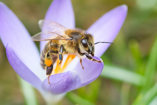 Colorful close-up of a honey bee collecting pollen inside a purple and yellow flower (Crocus) | Apis mellifera