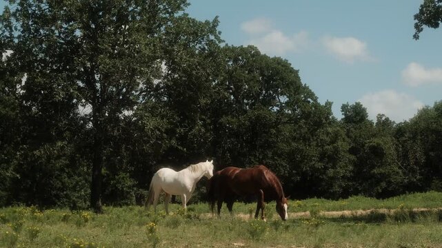 Sorrel brown and white horses in Texas ranch field during summer season, equine animals.