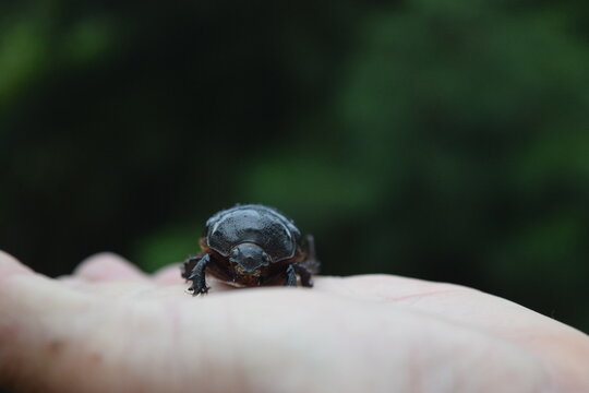 the bug on a palm