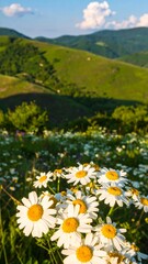 Fototapeta premium Mountain Meadow Daisies