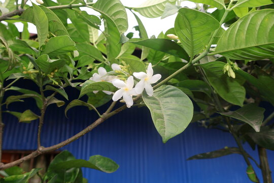 Delicate white jasmine blossoms in selective focus against a textured blue wall with green foliage