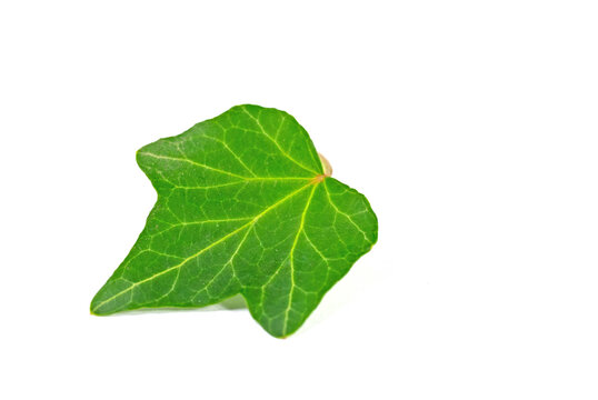 Efeublatt, Hedera, isoliert vor wei&szlig;em Hintergrund