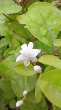 White Mogra (Jasmine) Flower Blooming on Plant with Green Leaves