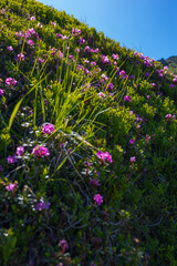 Fototapeta premium Sunlit alpine slope with pink wildflowers and grass for nature background and landscape wallpaper